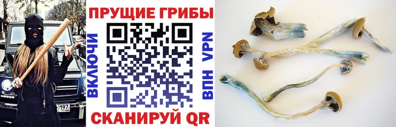 Псилоцибиновые грибы Cubensis  Кущёвская 